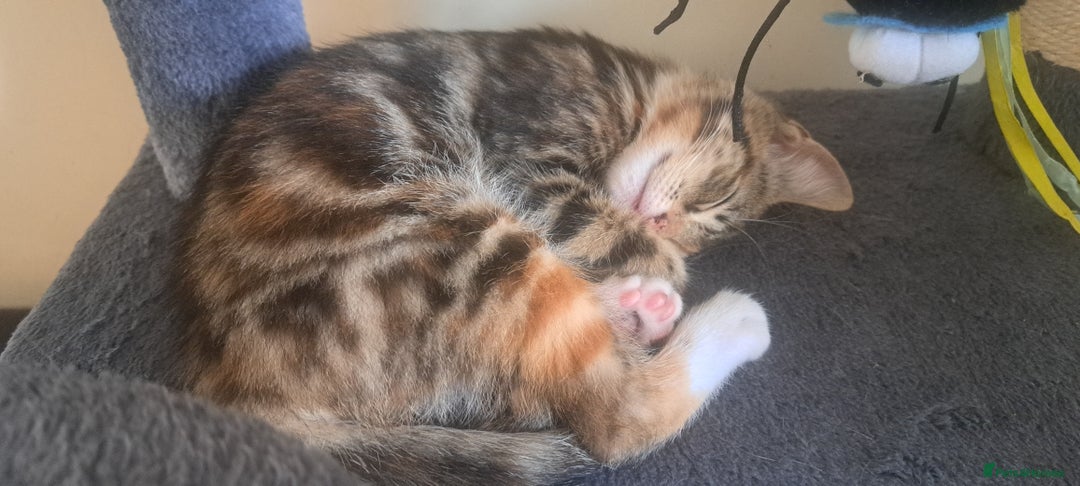 Mixed Breed cats for sale: Beautiful Calico Girl ready to leave now  - Image 2