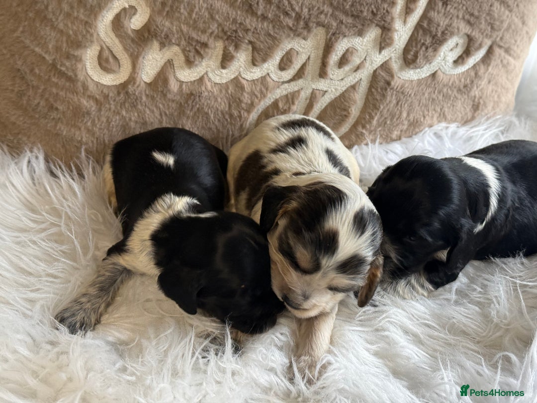 Cocker Spaniel dogs for sale: KC Show Cocker Spaniels  - Advert 4