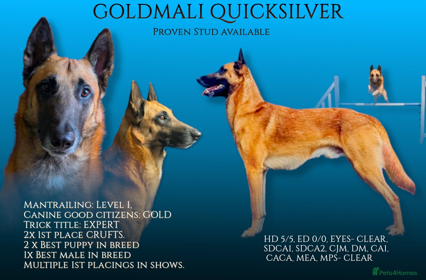 Belgian Shepherd Dog dogs Fully health tested, proven, KC reg Malinois stud in Treorchy - Advert 1