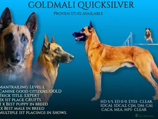 Belgian Shepherd Dog dogs Fully health tested, proven, KC reg Malinois stud in Treorchy - Advert 3