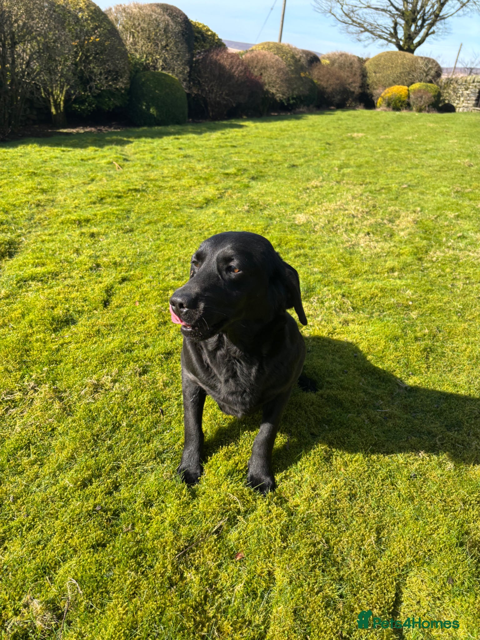 Labrador Retriever dogs  POLLY Female Labrador black.Kc registered  - Advert 5