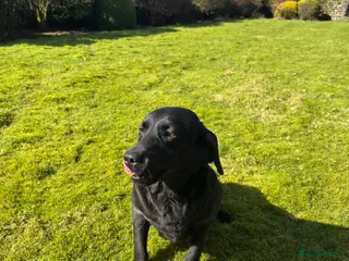 Labrador Retriever dogs POLLY Female Labrador black.Kc registered - Advert 5