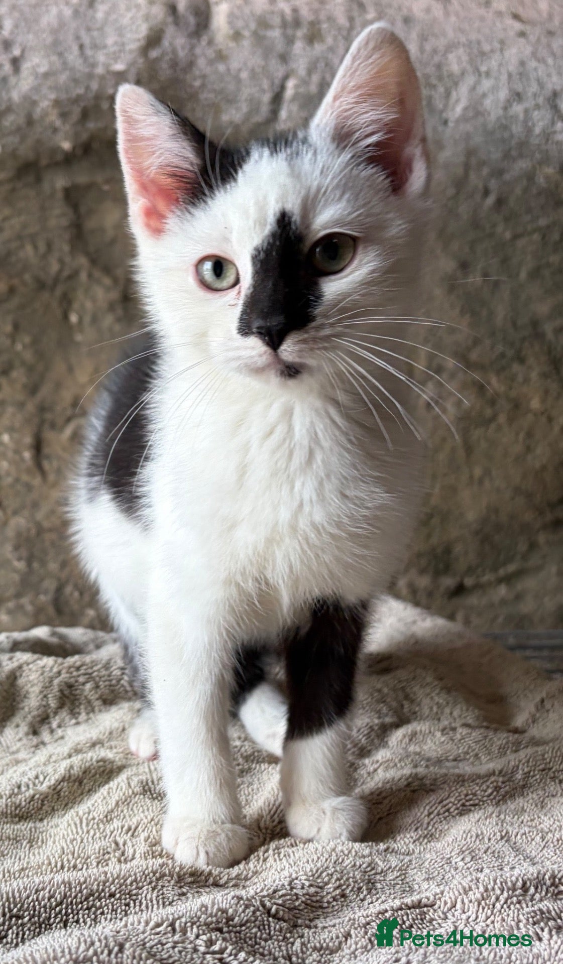 Mixed Breed cats Beautiful litter of kittens - Advert 7