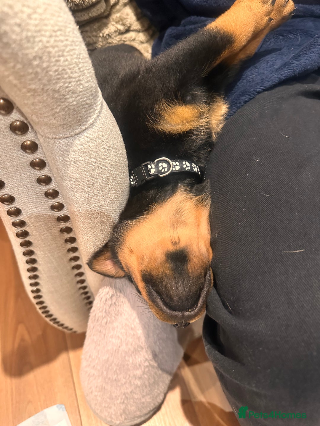 Rottweiler dogs for sale:  adorable Rottweiler puppy - Advert 5