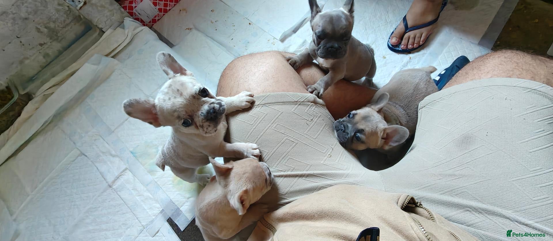 French Bulldog dogs Unique and beautiful French bulldogs puppies - Advert 3