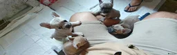 French Bulldog dogs for sale: Unique and beautiful French bulldogs puppies in Reading - Advert 1