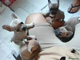French Bulldog dogs Unique and beautiful French bulldogs puppies - Advert 2
