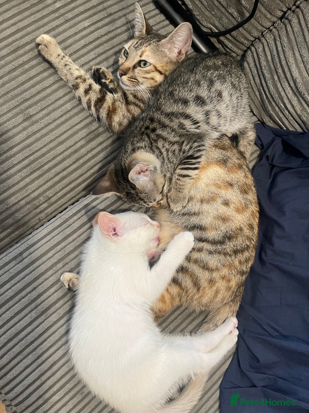 Bengal cats for sale: Male bengal kitten  - Image 7