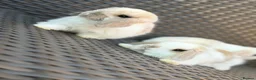 Mini Lop rabbits for sale: Pure bred mini lop bunnies  in Berkhamsted - Advert 14