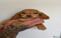 Cocker Spaniel dogs for sale: Working cocker spaniel puppies  - Image 2