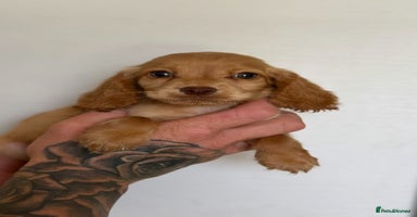 Cocker Spaniel dogs - Advert 7