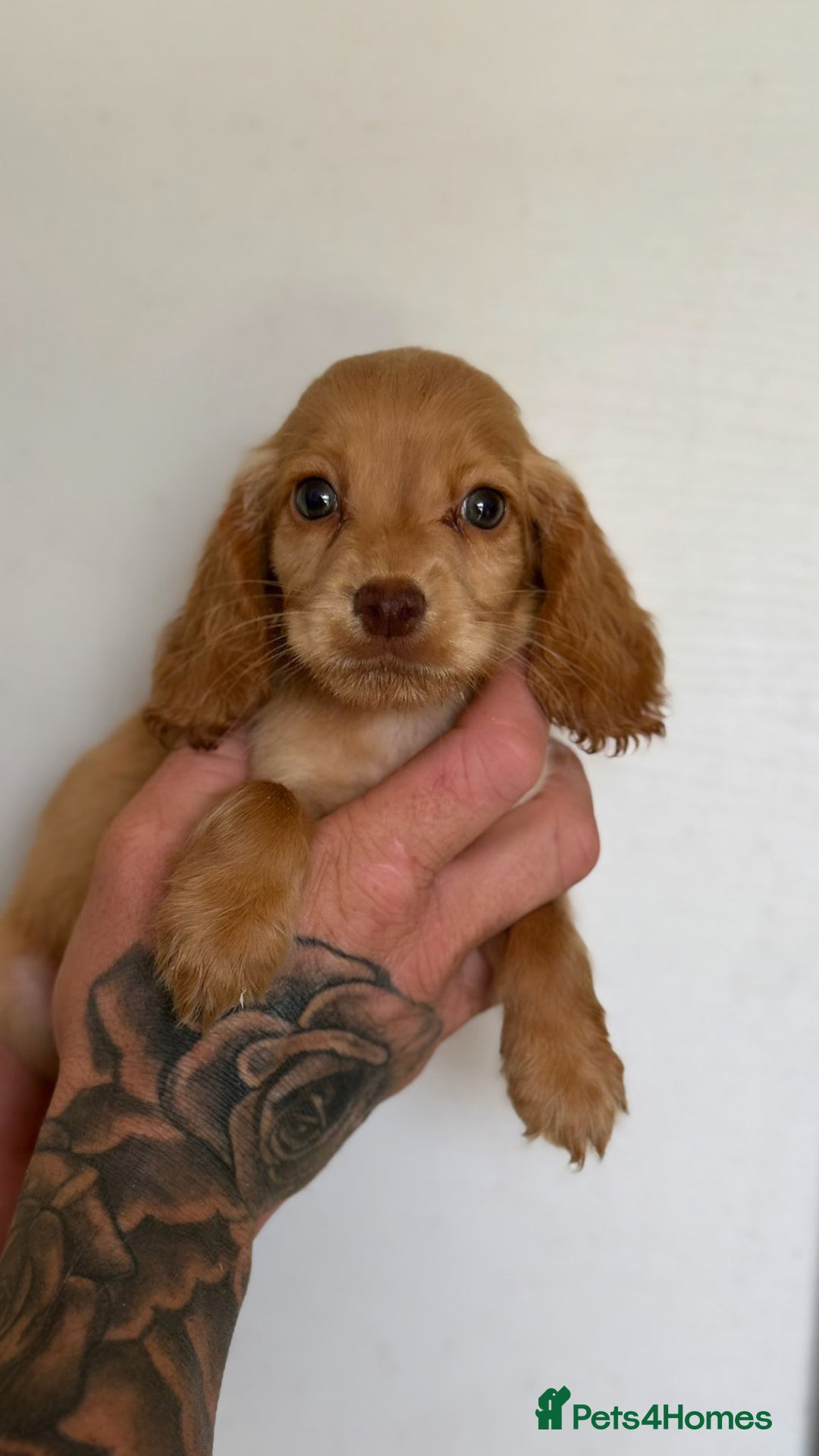 Cocker Spaniel dogs for sale: Working cocker spaniel puppies  - Image 2