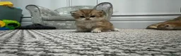British Shorthair cats for sale: Beautiful BSH BLH NY12 kittens - Advert 16