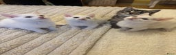 Turkish Angora cats for sale: Adorable Turkish Angora Kittens – Ready Now 🐾 - Advert 1