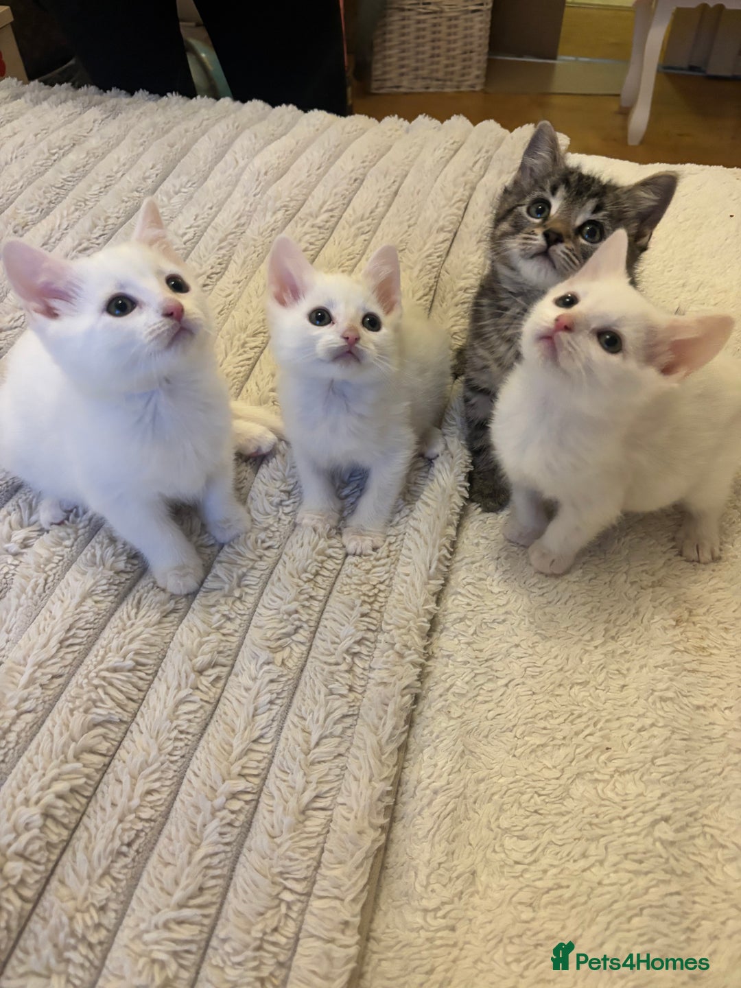 Turkish Angora cats for sale: Adorable Turkish Angora Kittens – Ready Now 🐾 - Advert 1