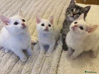 Turkish Angora cats Adorable Turkish Angora Kittens – Ready Now 🐾 - Advert 2