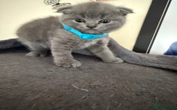Scottish Fold cats for sale: Scottish fold - Image 9