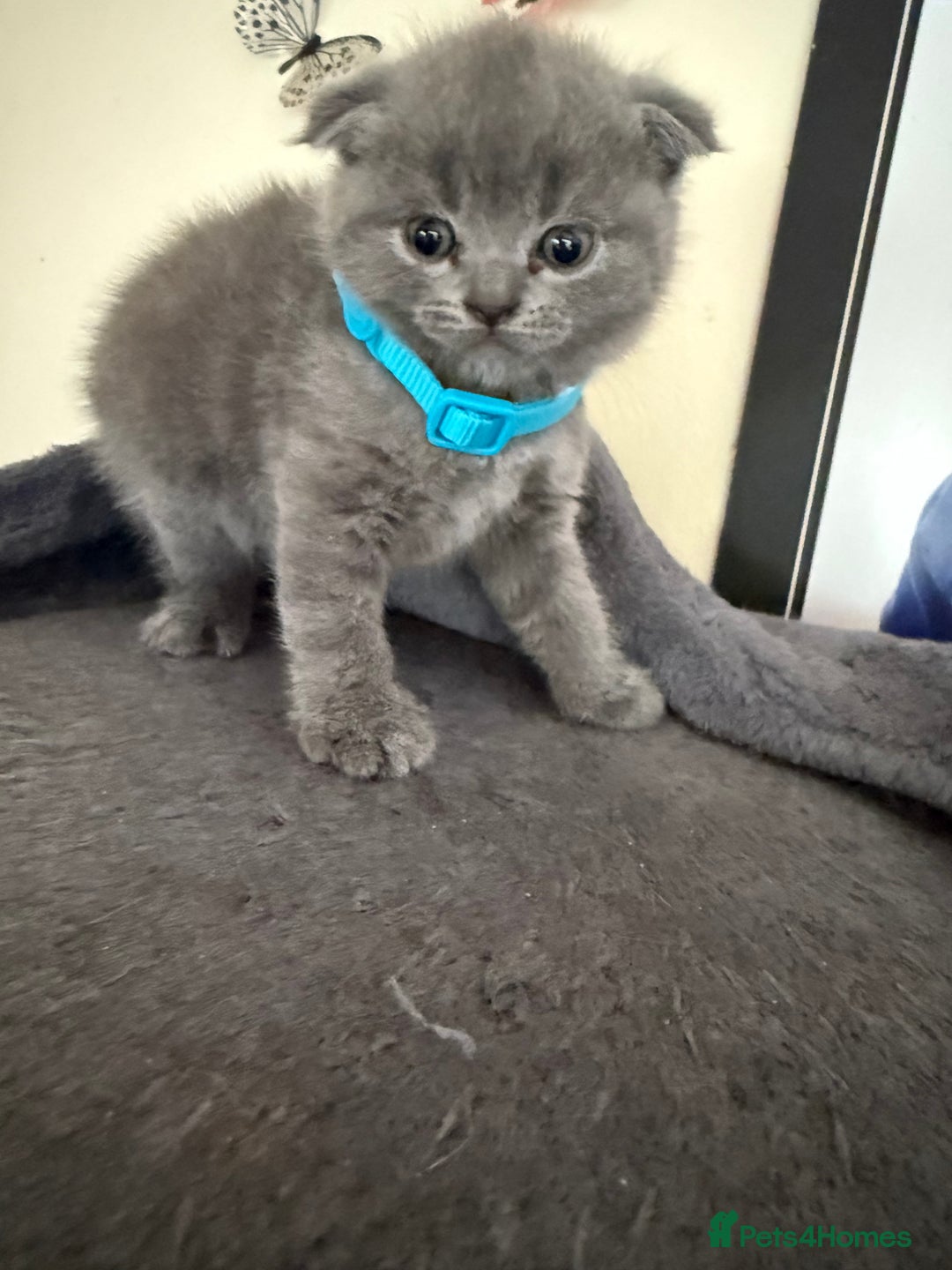 Scottish Fold cats for sale: Scottish fold - Image 9