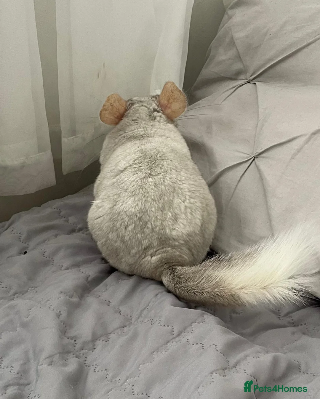 Chinchilla rodents for sale: Chinchilla male  in Sutton - Advert 2