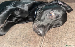 Labrador Retriever dogs for sale: 3 year old labrador for sale - Image 2
