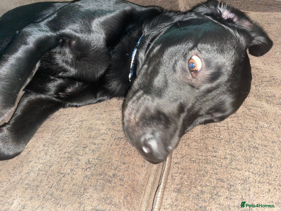 Labrador Retriever dogs for sale: 3 year old labrador for sale - Image 2
