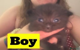 Mixed Breed cats for sale: Black and white kittens  - Image 2