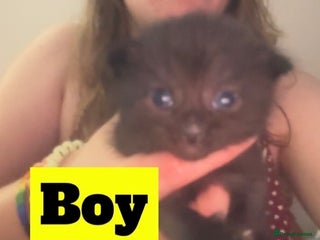 Mixed Breed cats - Advert 33