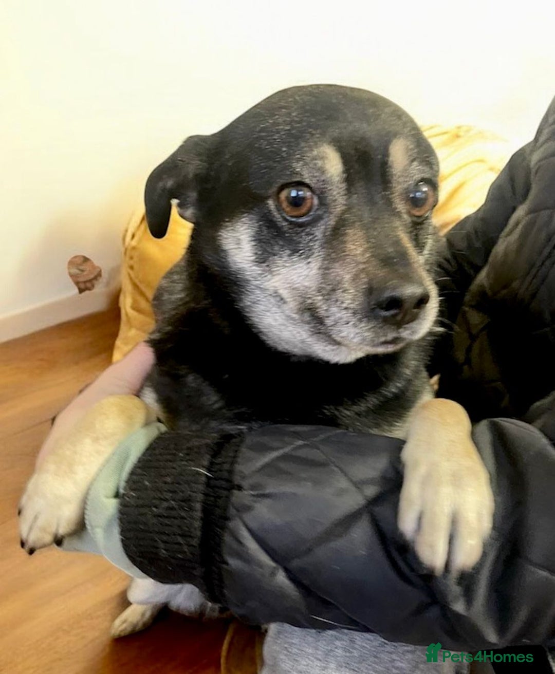 Miniature Pinscher dogs for adoption: JULIA – Female Miniature Pinscher - Advert 2