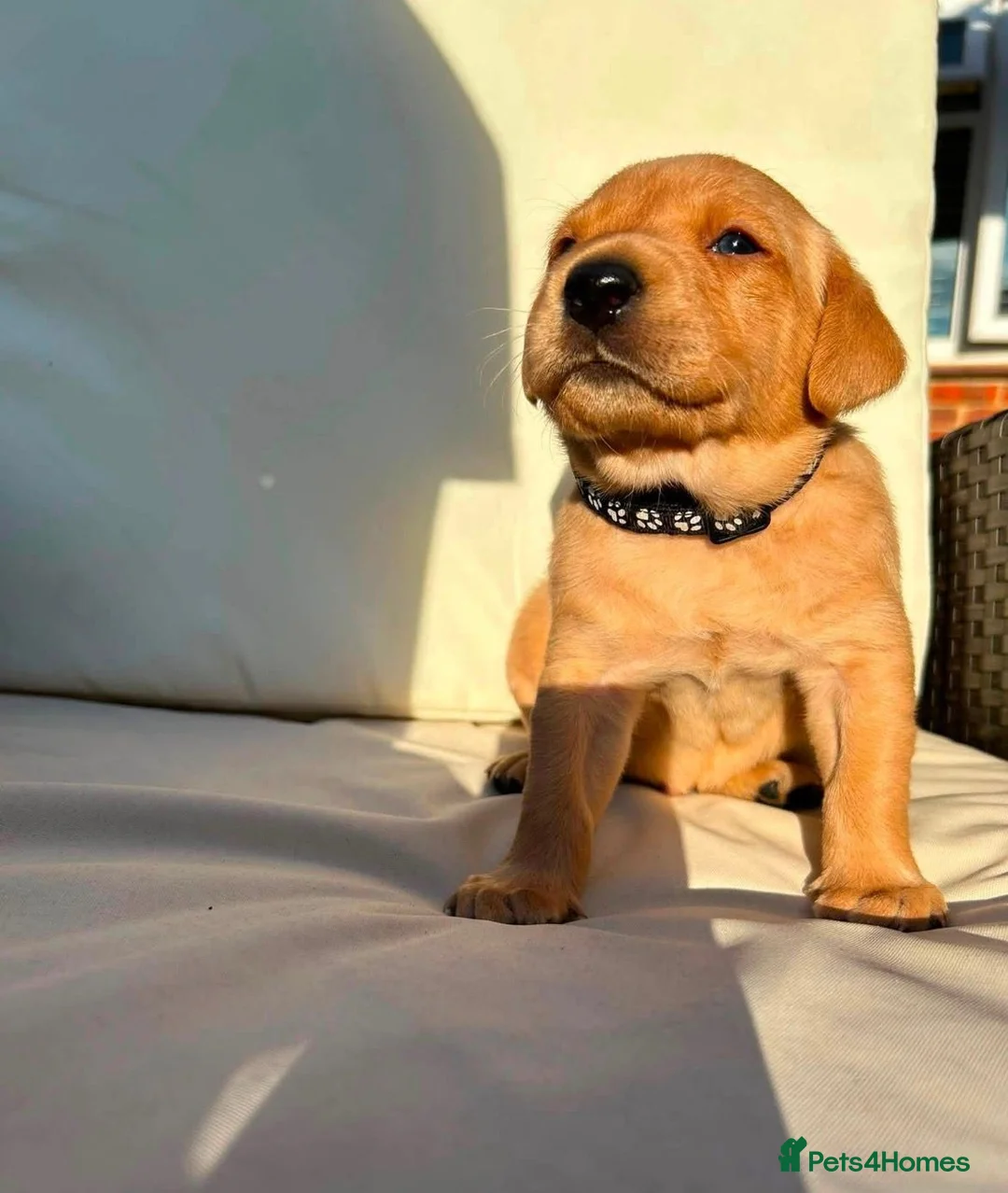 Labrador Retriever dogs for sale: KC Registered Labrador Puppies in Salisbury - Advert 5