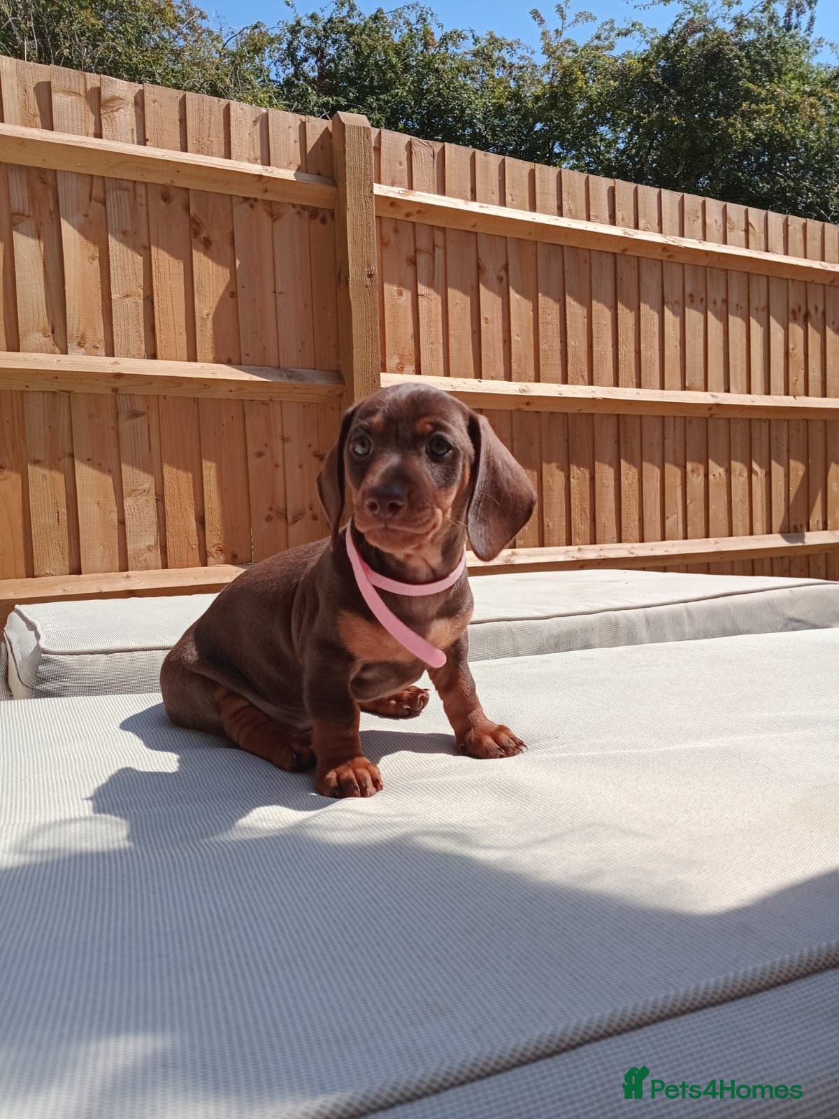 Dachshund dogs 2 Stunning Chunky Dachunds 1 female 💓 1 male 💛 - Advert 2