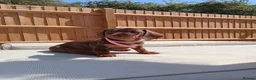 Dachshund dogs for sale: 1 Stunning Chunky female dachund left available  - Advert 14