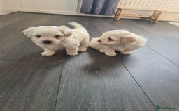 Bichon Frise dogs for sale: 4 boys and 1 girl. - Image 6