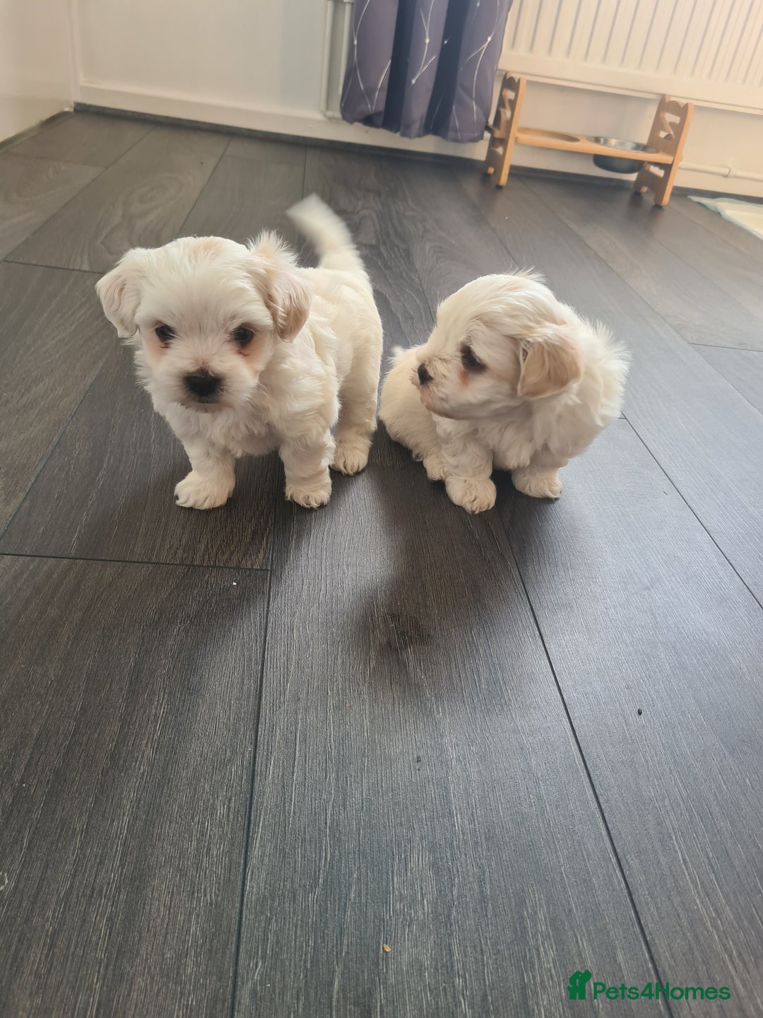 Bichon Frise dogs for sale: 4 boys and 1 girl. - Image 6