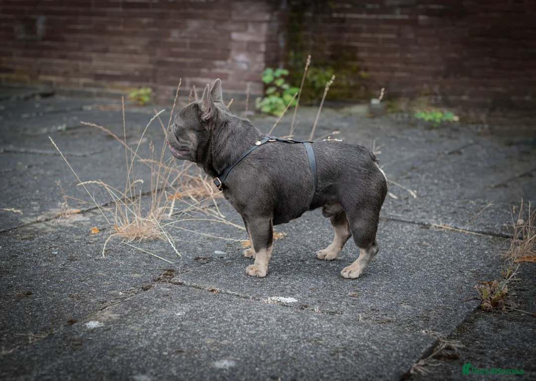 French Bulldog dogs for stud: 🐾 FRENCHIE STUD SEEKING FLING BEFORE SPRING 🐾 in Wakefield - Advert 5