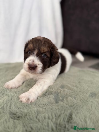 Bernedoodle dogs - Advert 1