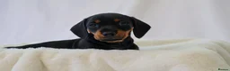 Miniature Dachshund dogs for sale: KC HEALTH TESTED MINIATURE DACHSHUNDS- LICENSED  - Advert 11