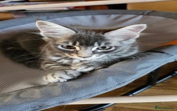 Maine Coon cats for sale: Large Breed Maine Coon Cross - Image 3
