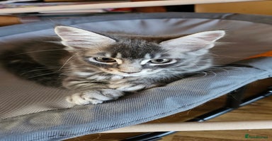 Maine Coon cats - Advert 14