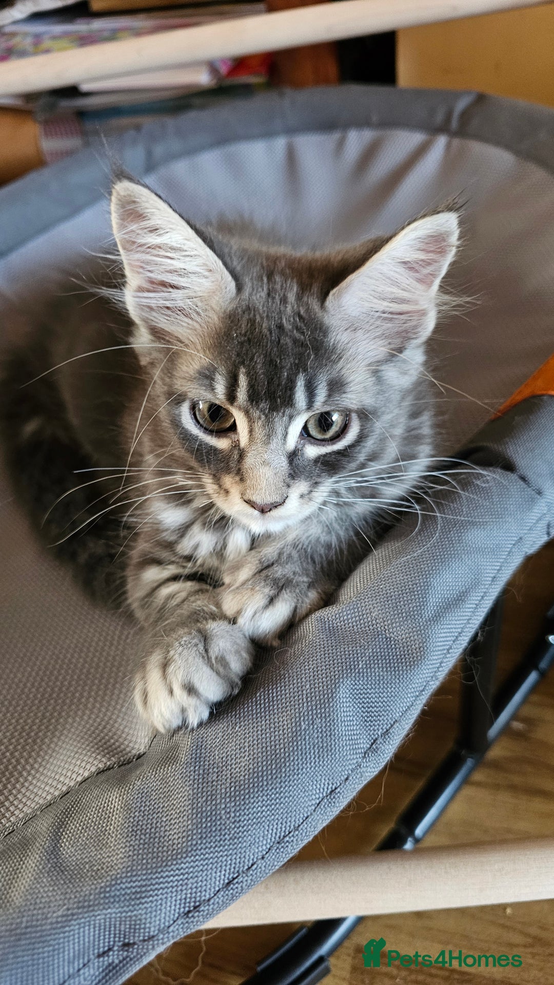 Maine Coon cats for sale: Large Breed Maine Coon Cross - Image 3