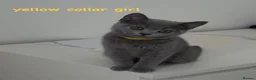 British Shorthair cats for sale: READY TO GO! Gorgeous British Shorthairs ! - Advert 8