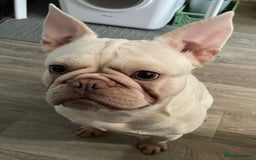 French Bulldog dogs for sale: Platinum Male French bulldog 22 months  - Image 6