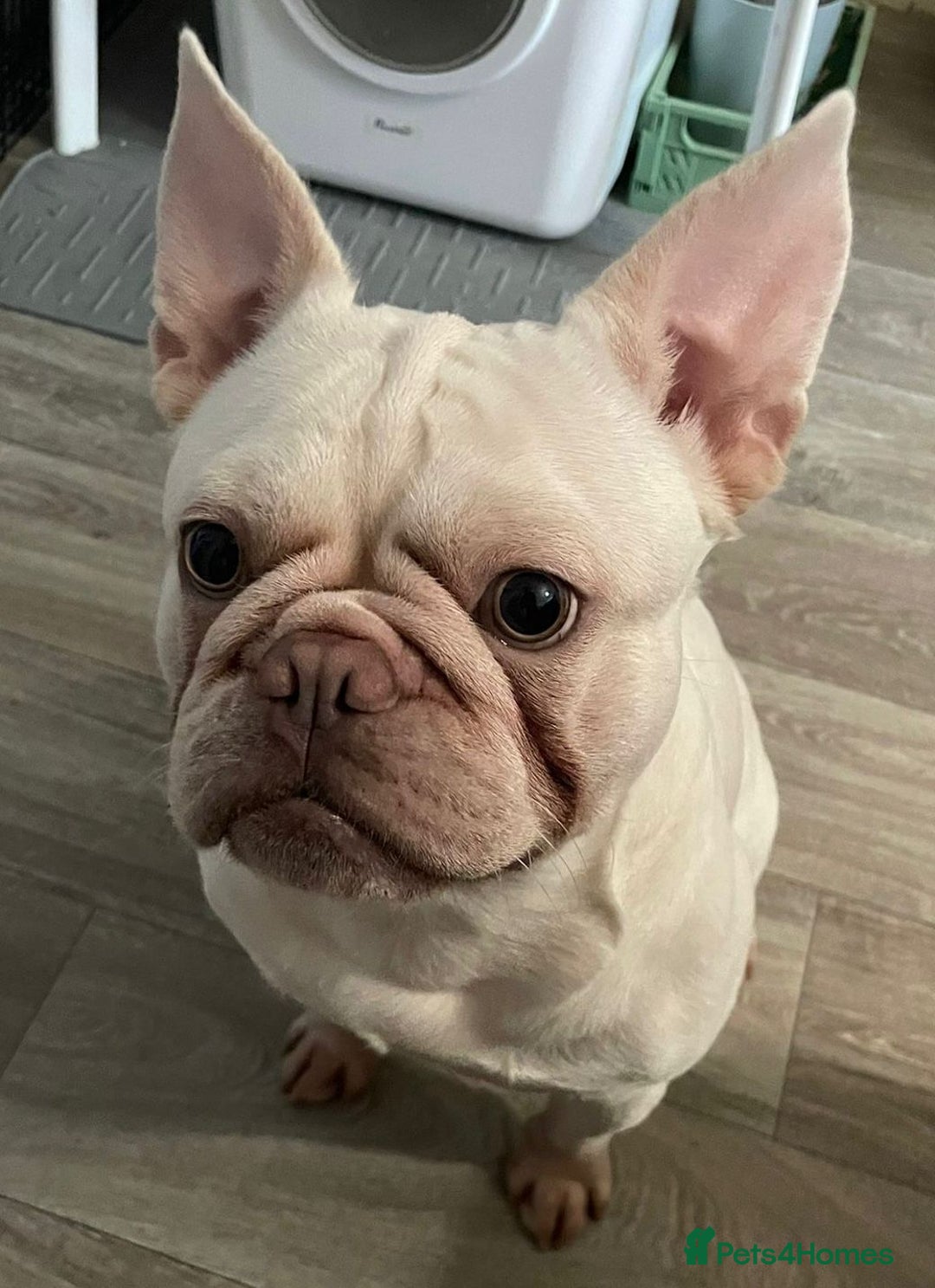 French Bulldog dogs for sale: Platinum Male French bulldog 22 months  - Image 6