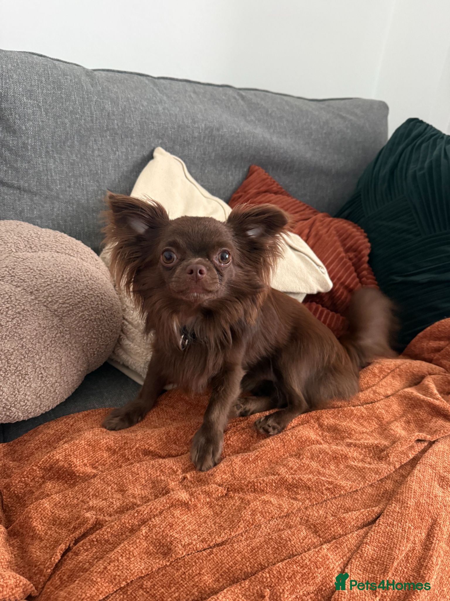 Chihuahua dogs 11 month old Long Haired Male Chihuahua for sale - Advert 8