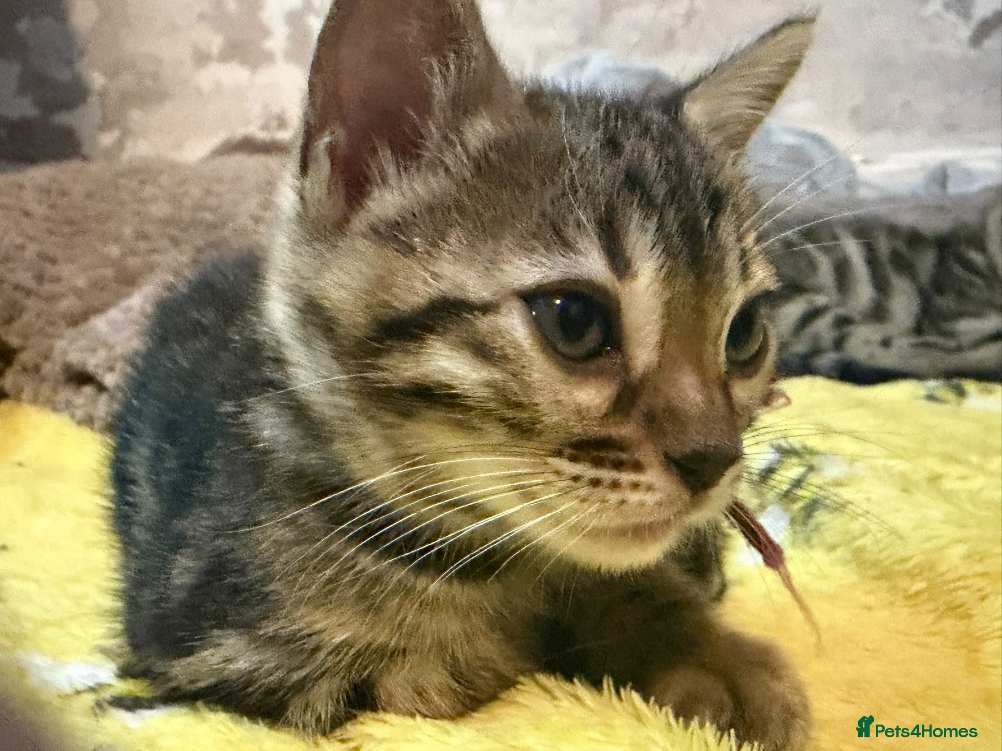 Bengal cats for sale: Pedigree Brown Rosetted Bengal Kittens - Advert 2