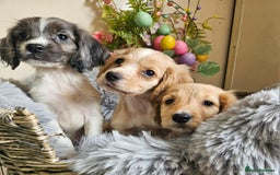 Cocker Spaniel dogs for sale: Well bred, rare coloured, working cocker spaniels - Image 5