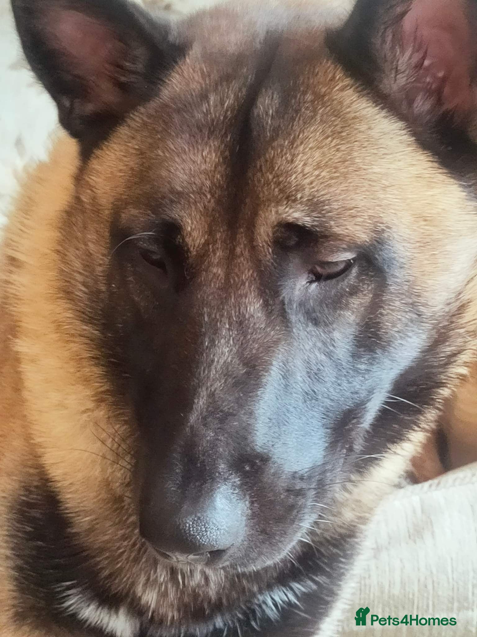 Belgian Shepherd Dog dogs Belgian shepherd looking for new home  - Advert 2
