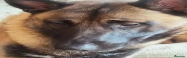 Belgian Shepherd Dog Puppy 1