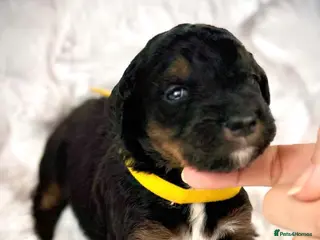 Bernedoodle dogs FI health tested Bernedoodles - Advert 13