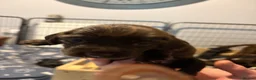 Cocker Spaniel dogs for sale: Cocker Spaniels puppies READY NOW - Advert 37