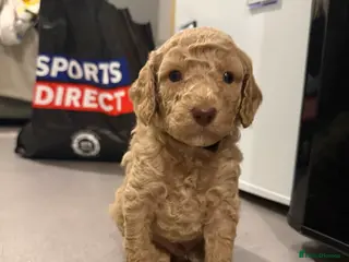 Cockapoo dogs Beautiful F2B cockapoo boys🐾 - Advert 2